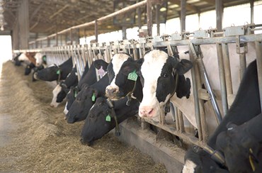 Dairy Cattle