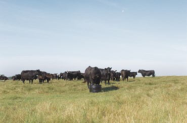 Beef Cattle