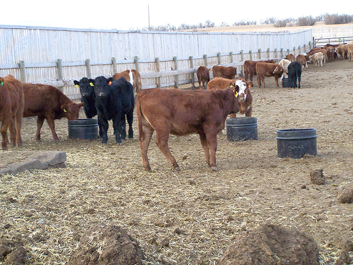 091917-Cattle-Health-Sale-Barn-TeriW.jpg