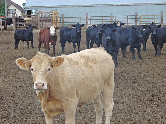 101017-Weaned-Calves-Brigade-web.jpg